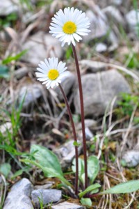 Gänseblümchen